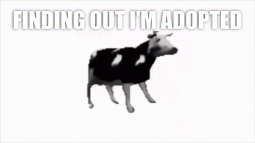 a cow in black and white text, saying'finding out i'm adopted