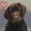 an image of a dog with a blue heart on it's face