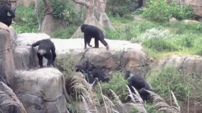 there are four bears that are climbing on rocks