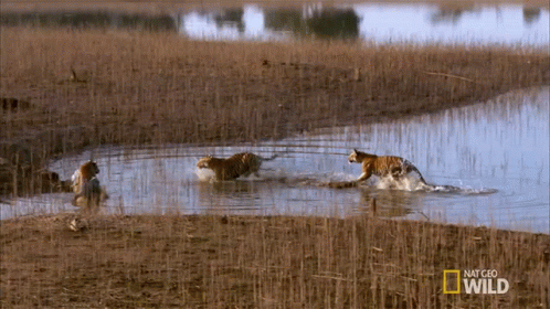 a dog and cat are cooling off in the lake