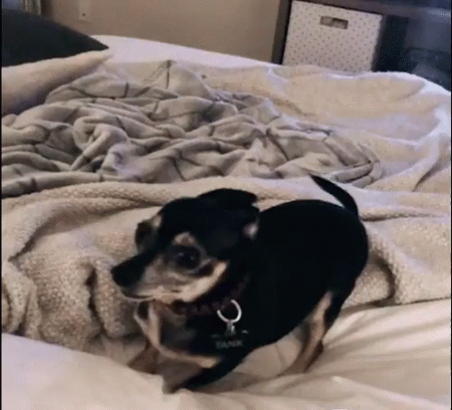 a small dog standing on top of a bed