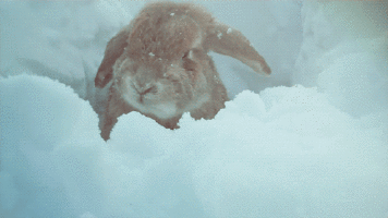 a gray rabbit sitting in the snow