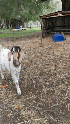 a white goat is standing behind a fence