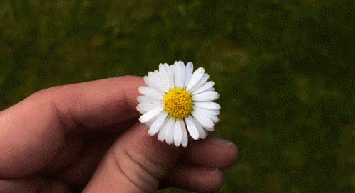 a hand holding a tiny flower with a blue center
