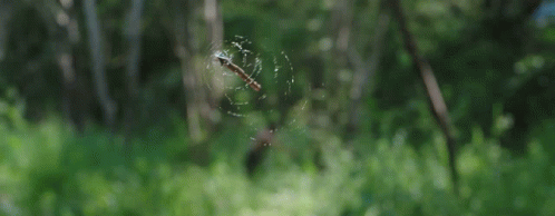 a web of spider in the middle of a forest
