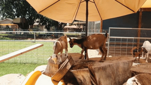 a goat and another animal in the zoo by an umbrella