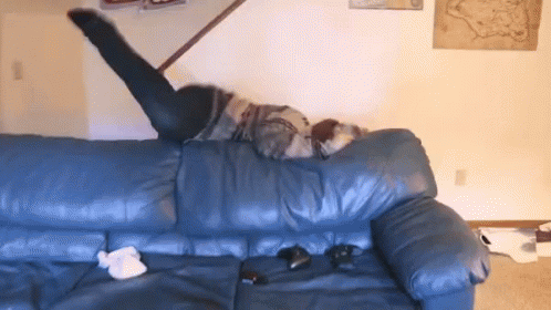 a person laying on a couch in front of a cat