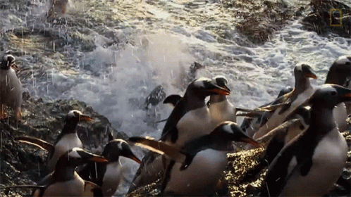 a bunch of penguins that are in some water