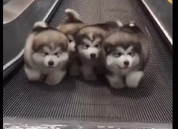 three husky dogs are climbing up a escalator