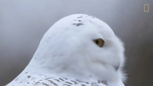 a white owl with blue eyes staring at the camera