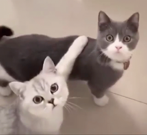 two cats look like they are making weird faces