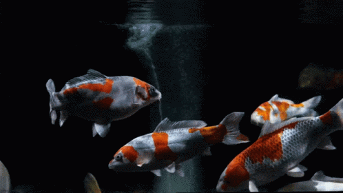 many fish are swimming in an aquarium