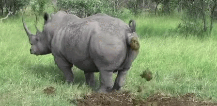 a rhino walking across a lush green grass covered field