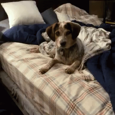 a dog sits on a blanket on the bed
