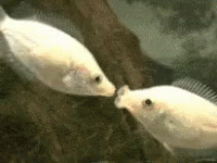 two fish are swimming across the water near each other