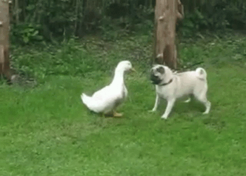 two small white dogs playing with one another on grass
