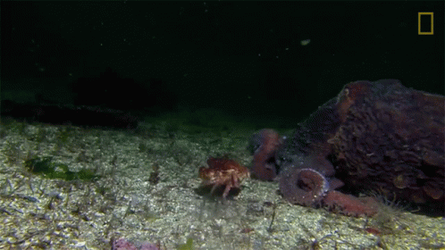 an octo with black spots is swimming under a rock