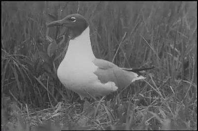black and white po of a duck in the grass