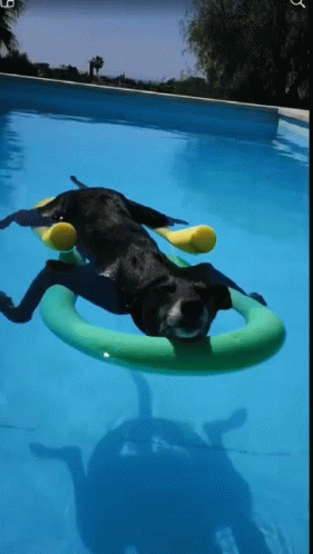 dog on floating toy by a swimming pool