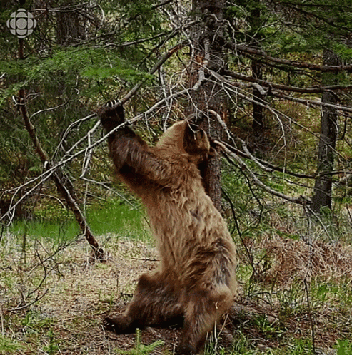 a large bear is reaching up towards a tree
