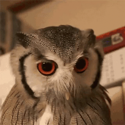 a very cute owl with large blue eyes