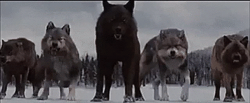 five wolfs and two dogs walking in the snow