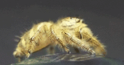 a spider in motion with its face towards soing