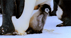 a penguin with it's foot on another bird
