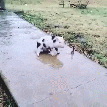 a dog drinking water out of a dle