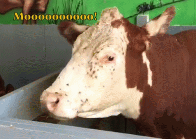 a cow in a stall near some cows