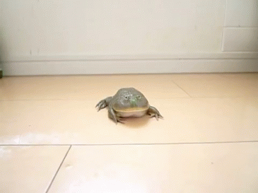 a turtle sitting on a tiled floor in a room