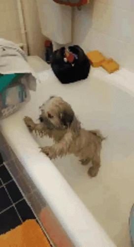 two dogs sitting on the tub, while two other dogs play in the water