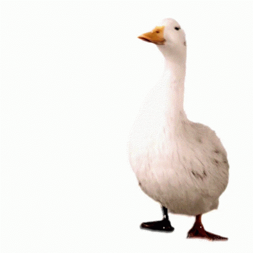 a duck standing on top of a white ground