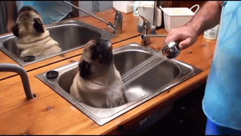 a cat sitting inside of a blue sink near some faucets