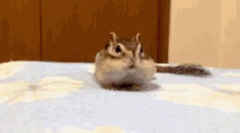 a baby squirrel sitting in the middle of a bed