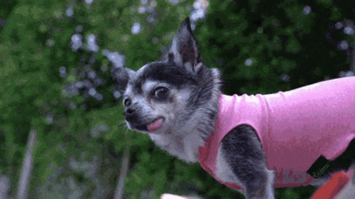a little chihuahua with purple shirt on running a dog