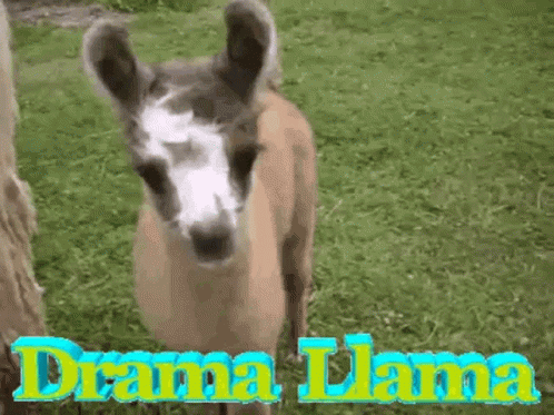 the donkey looks down at a sign that says drama jama