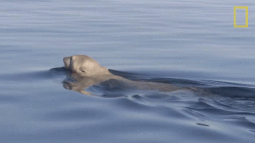 a water animal floating in the lake at low tide