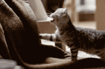 a black and white pograph of a cat on a chair