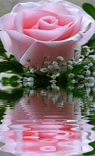 a pink rose with greenery, and water reflection