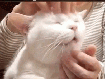a cat is holding on to someone with a glove