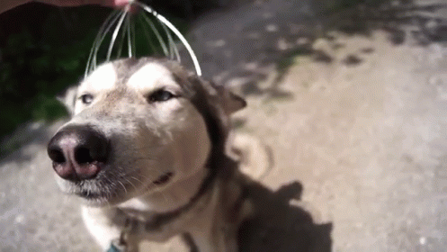 a husky dog looks up and has a bird cage on its head