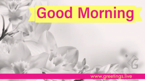 an image of flowers with a pink banner reading good morning