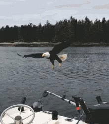 a bald eagle flying over water near some boats