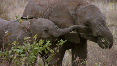 the two elephants stand in the tall grass with their trunks in each hand