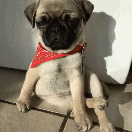 a small pug dog sitting on the ground wearing a blue collar