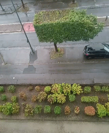 aerial view of the plants on a sidewalk
