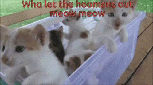 four kittens are lined up in a rail, with the caption who let the humans out, meow meow