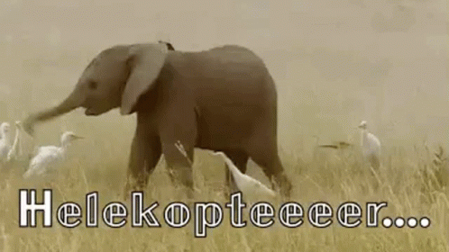 an elephant is walking in the tall grass