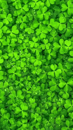 a bunch of green shamrocks with water drops